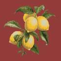 Elizabeth Bradley, Botanical Fruits, LEMONS - 16x16 pollici Elizabeth Bradley - 5