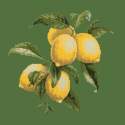 Elizabeth Bradley, Botanical Fruits, LEMONS - 16x16 pollici Elizabeth Bradley - 6