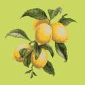 Elizabeth Bradley, Botanical Fruits, LEMONS - 16x16 pollici Elizabeth Bradley - 8