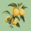 Elizabeth Bradley, Botanical Fruits, LEMONS - 16x16 pollici Elizabeth Bradley - 9