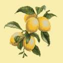 Elizabeth Bradley, Botanical Fruits, LEMONS - 16x16 pollici Elizabeth Bradley - 10