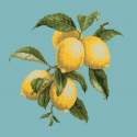 Elizabeth Bradley, Botanical Fruits, LEMONS - 16x16 pollici Elizabeth Bradley - 15