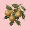 Elizabeth Bradley, Botanical Fruits, PEARS - 16x16 pollici Elizabeth Bradley - 2
