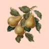 Elizabeth Bradley, Botanical Fruits, PEARS - 16x16 pollici Elizabeth Bradley - 3