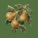 Elizabeth Bradley, Botanical Fruits, PEARS - 16x16 pollici Elizabeth Bradley - 6