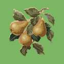 Elizabeth Bradley, Botanical Fruits, PEARS - 16x16 pollici Elizabeth Bradley - 7
