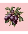 Elizabeth Bradley, Botanical Fruits, PLUMS - 16x16 pollici Elizabeth Bradley - 2