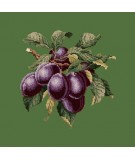 Elizabeth Bradley, Botanical Fruits, PLUMS - 16x16 pollici Elizabeth Bradley - 6