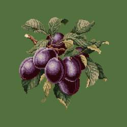 Elizabeth Bradley, Botanical Fruits, PLUMS - 16x16 pollici Elizabeth Bradley - 6