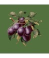 Elizabeth Bradley, Botanical Fruits, PLUMS - 16x16 pollici Elizabeth Bradley - 6