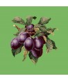 Elizabeth Bradley, Botanical Fruits, PLUMS - 16x16 pollici Elizabeth Bradley - 7