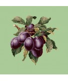 Elizabeth Bradley, Botanical Fruits, PLUMS - 16x16 pollici Elizabeth Bradley - 9