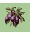 Elizabeth Bradley, Botanical Fruits, PLUMS - 16x16 pollici Elizabeth Bradley - 9