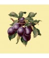 Elizabeth Bradley, Botanical Fruits, PLUMS - 16x16 pollici Elizabeth Bradley - 10