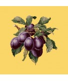 Elizabeth Bradley, Botanical Fruits, PLUMS - 16x16 pollici Elizabeth Bradley - 11