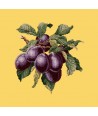 Elizabeth Bradley, Botanical Fruits, PLUMS - 16x16 pollici Elizabeth Bradley - 11