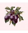 Elizabeth Bradley, Botanical Fruits, PLUMS - 16x16 pollici Elizabeth Bradley - 12