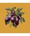 Elizabeth Bradley, Botanical Fruits, PLUMS - 16x16 pollici Elizabeth Bradley - 13