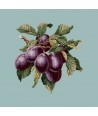 Elizabeth Bradley, Botanical Fruits, PLUMS - 16x16 pollici Elizabeth Bradley - 14