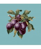 Elizabeth Bradley, Botanical Fruits, PLUMS - 16x16 pollici Elizabeth Bradley - 15