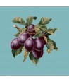 Elizabeth Bradley, Botanical Fruits, PLUMS - 16x16 pollici Elizabeth Bradley - 15