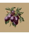 Elizabeth Bradley, Botanical Fruits, PLUMS - 16x16 pollici Elizabeth Bradley - 17