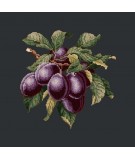 Elizabeth Bradley, Botanical Fruits, PLUMS - 16x16 pollici Elizabeth Bradley - 18