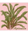 Elizabeth Bradley, Shade Garden, ASPLENIUM - 16x16 pollici Elizabeth Bradley - 2