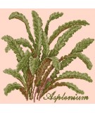 Elizabeth Bradley, Shade Garden, ASPLENIUM - 16x16 pollici Elizabeth Bradley - 3