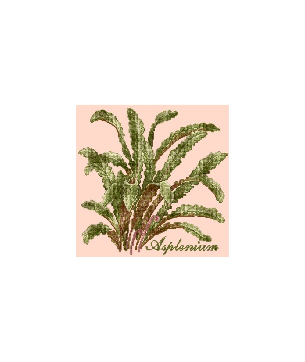 Elizabeth Bradley, Shade Garden, ASPLENIUM - 16x16 pollici Elizabeth Bradley - 3