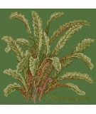 Elizabeth Bradley, Shade Garden, ASPLENIUM - 16x16 pollici Elizabeth Bradley - 6