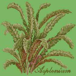 Elizabeth Bradley, Shade Garden, ASPLENIUM - 16x16 pollici Elizabeth Bradley - 7