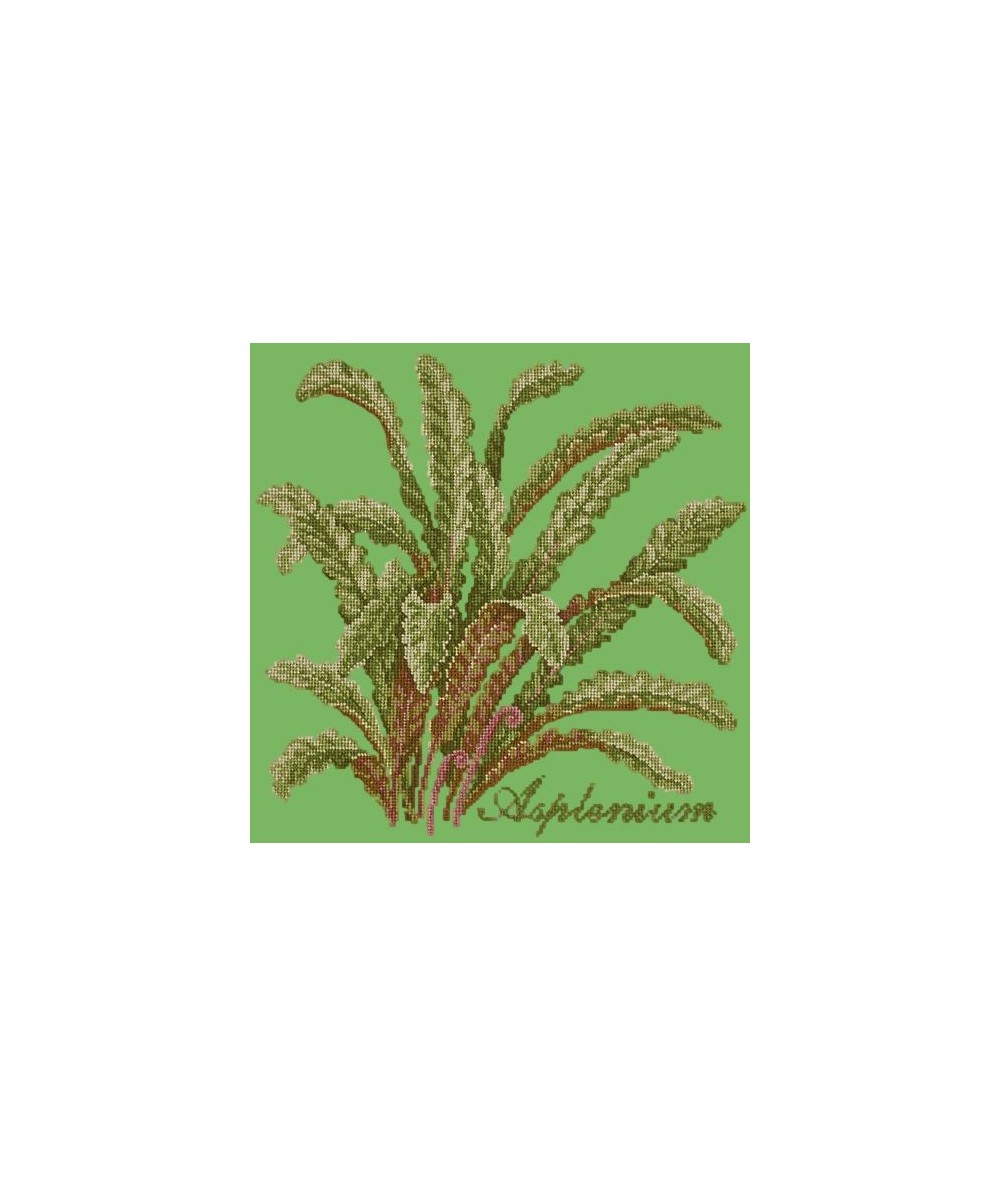 Elizabeth Bradley, Shade Garden, ASPLENIUM - 16x16 pollici Elizabeth Bradley - 7 Elizabeth Bradley, Shade Garden, ASPLENIUM - 16x16 pollici Elizabeth Bradley - 7
