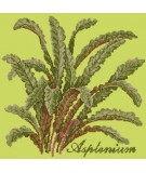 Elizabeth Bradley, Shade Garden, ASPLENIUM - 16x16 pollici Elizabeth Bradley - 8