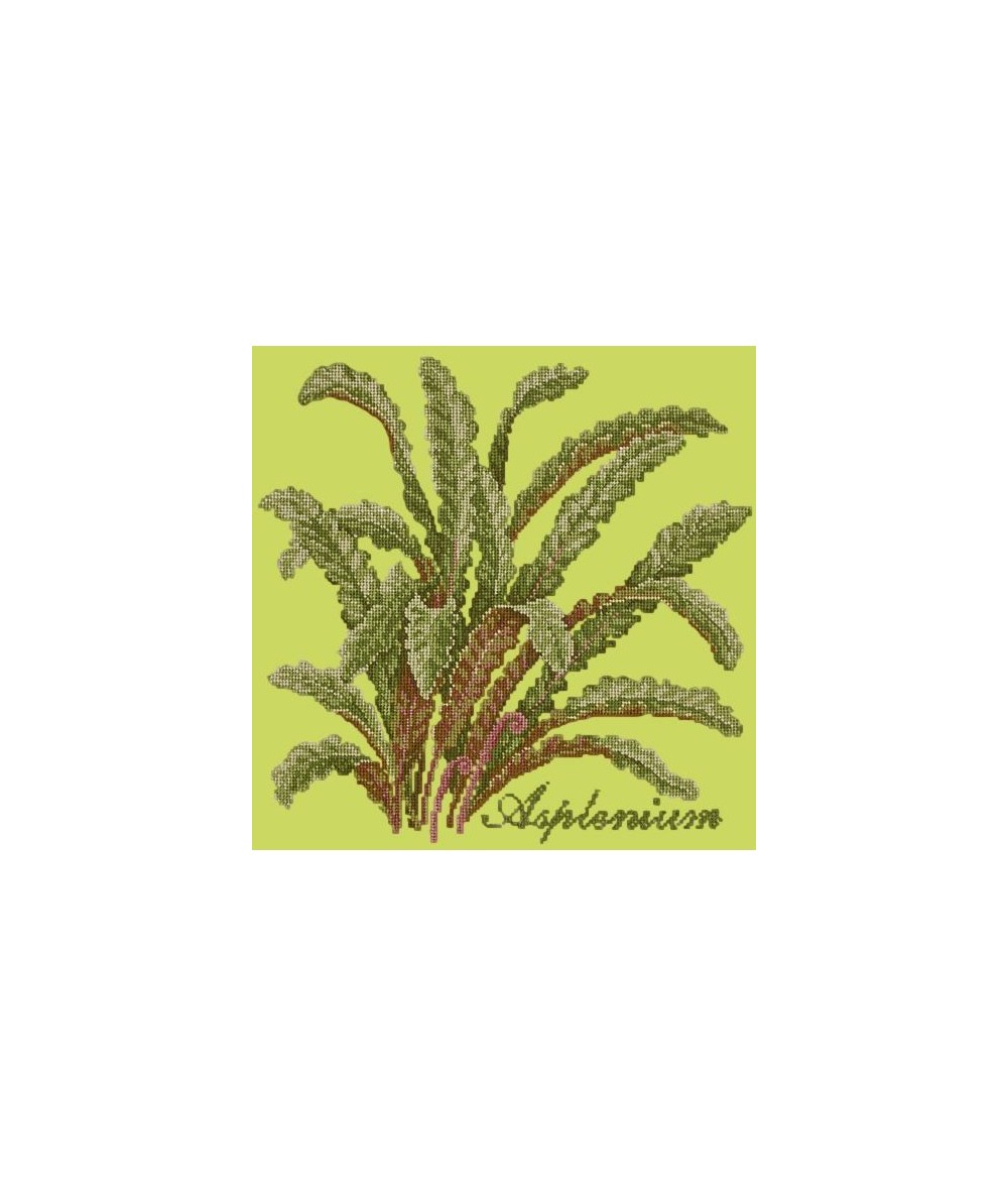Elizabeth Bradley, Shade Garden, ASPLENIUM - 16x16 pollici Elizabeth Bradley - 8
