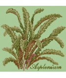 Elizabeth Bradley, Shade Garden, ASPLENIUM - 16x16 pollici Elizabeth Bradley - 9