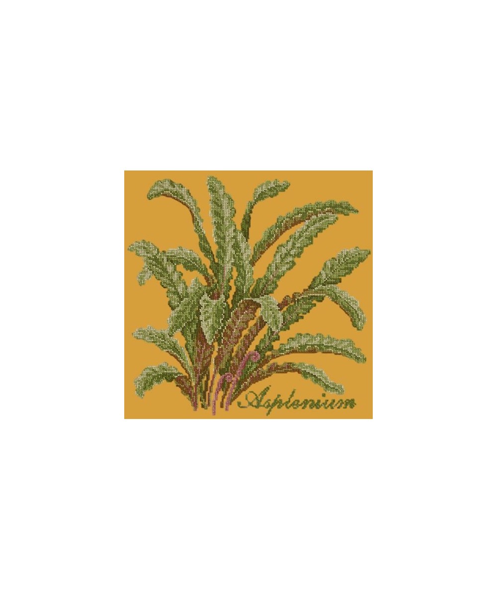 Elizabeth Bradley, Shade Garden, ASPLENIUM - 16x16 pollici Elizabeth Bradley - 13 Elizabeth Bradley, Shade Garden, ASPLENIUM - 16x16 pollici Elizabeth Bradley - 13