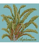 Elizabeth Bradley, Shade Garden, ASPLENIUM - 16x16 pollici Elizabeth Bradley - 15