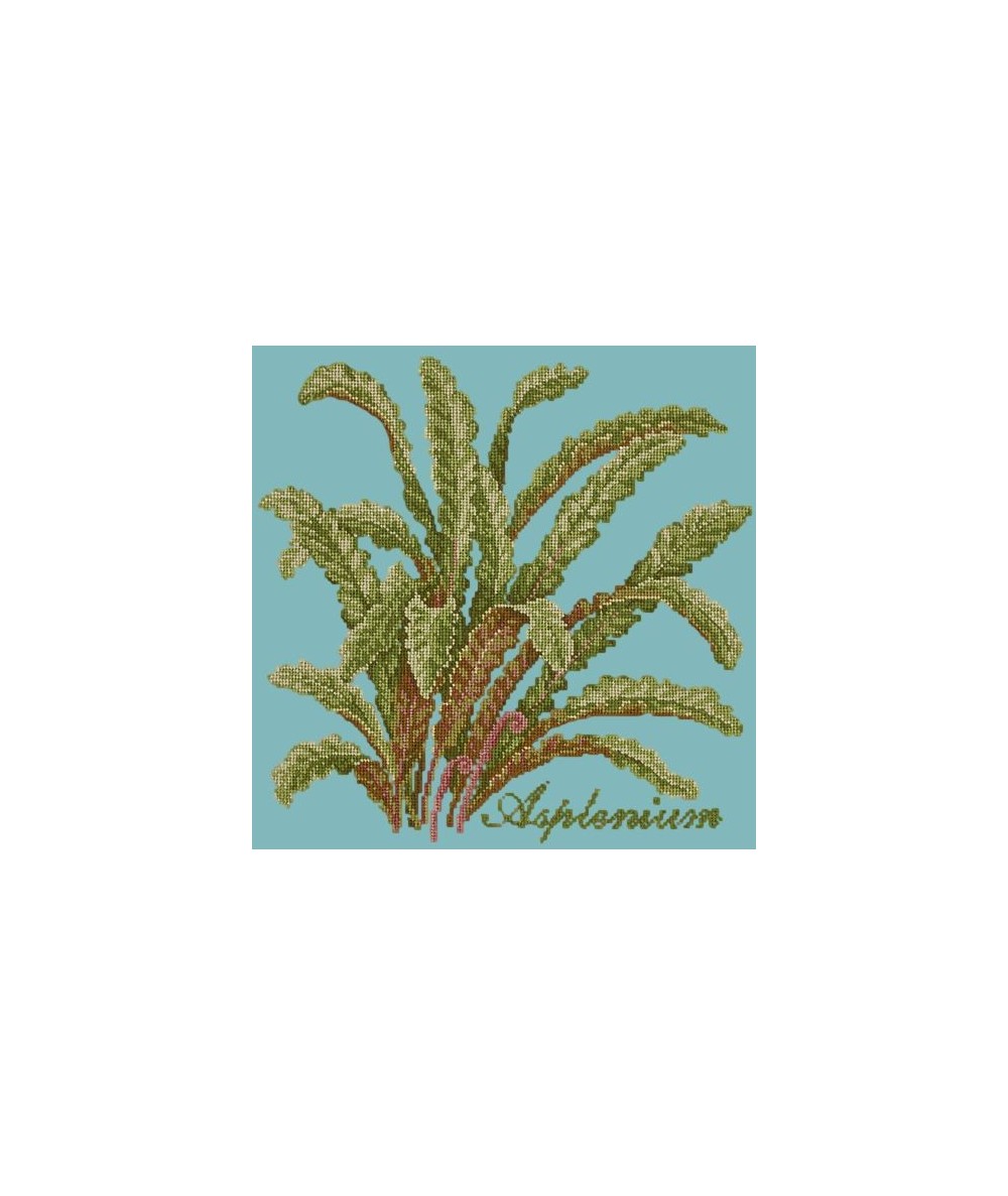 Elizabeth Bradley, Shade Garden, ASPLENIUM - 16x16 pollici Elizabeth Bradley - 15