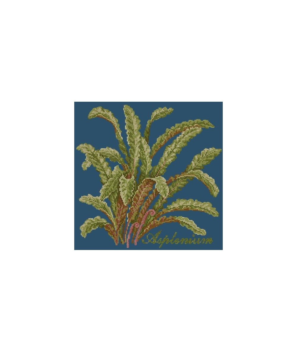 Elizabeth Bradley, Shade Garden, ASPLENIUM - 16x16 pollici Elizabeth Bradley - 16 Elizabeth Bradley, Shade Garden, ASPLENIUM - 16x16 pollici Elizabeth Bradley - 16
