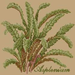 Elizabeth Bradley, Shade Garden, ASPLENIUM - 16x16 pollici Elizabeth Bradley - 17