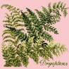 Elizabeth Bradley, Shade Garden, DRYOPTERIS - 16x16 pollici Elizabeth Bradley - 2