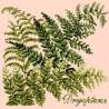 Elizabeth Bradley, Shade Garden, DRYOPTERIS - 16x16 pollici Elizabeth Bradley - 3