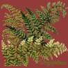Elizabeth Bradley, Shade Garden, DRYOPTERIS - 16x16 pollici Elizabeth Bradley - 5