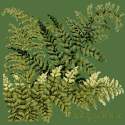 Elizabeth Bradley, Shade Garden, DRYOPTERIS - 16x16 pollici Elizabeth Bradley - 6