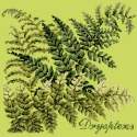 Elizabeth Bradley, Shade Garden, DRYOPTERIS - 16x16 pollici Elizabeth Bradley - 8