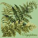 Elizabeth Bradley, Shade Garden, DRYOPTERIS - 16x16 pollici Elizabeth Bradley - 9