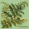 Elizabeth Bradley, Shade Garden, DRYOPTERIS - 16x16 pollici Elizabeth Bradley - 9