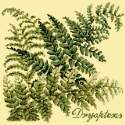Elizabeth Bradley, Shade Garden, DRYOPTERIS - 16x16 pollici Elizabeth Bradley - 10