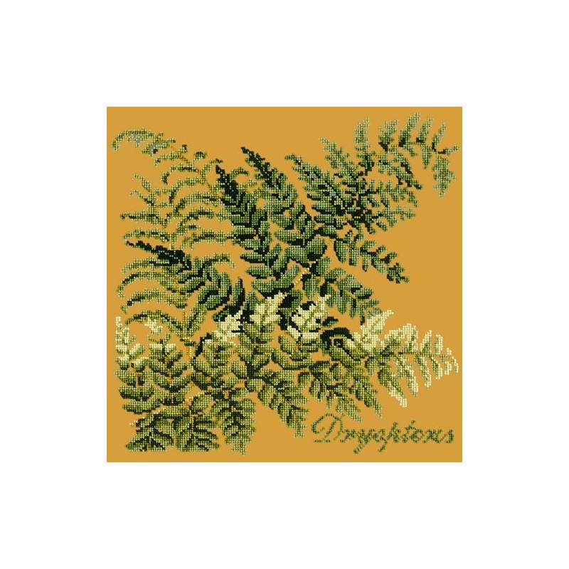 Elizabeth Bradley, Shade Garden, DRYOPTERIS - 16x16 pollici Elizabeth Bradley - 13